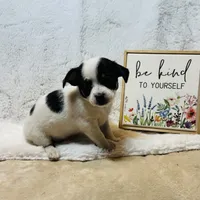 Allium black tri, a female Chihuahua for sale in Paxton, IL – Photo 3 of 8