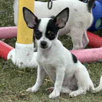 Allium black tri, a female Chihuahua for sale in Paxton, IL – Photo 6 of 8