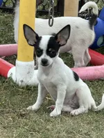 Allium black tri, a female Chihuahua for sale in Paxton, IL – Photo 6 of 8
