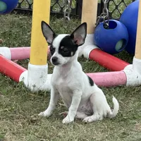 Allium black tri, a female Chihuahua for sale in Paxton, IL – Photo 7 of 8