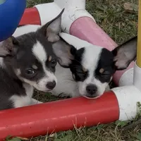 Allium black tri, a female Chihuahua for sale in Paxton, IL – Photo 5 of 8