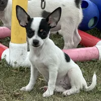 Allium black tri, a female Chihuahua for sale in Paxton, IL – Photo 1 of 8