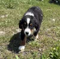 Buddy “Birdie”, a male Miniature American Shepherd for sale in Paxton, IL – 1 of 1