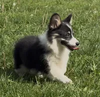 Sahara “Josie”, a female Pembroke Welsh Corgi for sale in Paxton, IL – 10 of 10