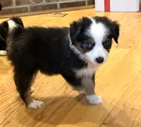 Donner “Ainsley”, a male Miniature American Shepherd for sale in Paxton, IL – Photo 2 of 9