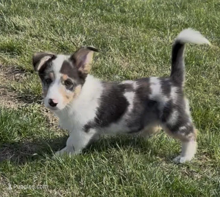 Rascal “Twinkie” – Border Collie, Pembroke Welsh Corgi puppy for sale in Paxton, IL