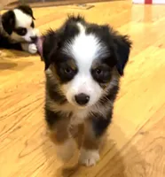Donner “Ainsley”, a male Miniature American Shepherd for sale in Paxton, IL – Photo 1 of 9