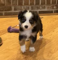 Donner “Ainsley”, a male Miniature American Shepherd for sale in Paxton, IL – Photo 3 of 9