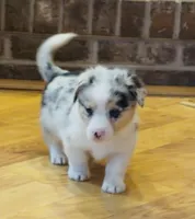 Larry “Twinkie”, a male Border Collie and Pembroke Welsh Corgi for sale in Paxton, IL – Photo 5 of 7