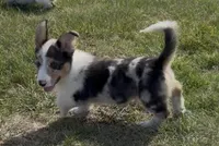 Rascal “Twinkie”, a male Border Collie and Pembroke Welsh Corgi for sale in Paxton, IL – 4 of 10
