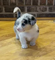 Larry “Twinkie”, a male Border Collie and Pembroke Welsh Corgi for sale in Paxton, IL – Photo 6 of 7