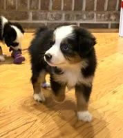Donner “Ainsley”, a male Miniature American Shepherd for sale in Paxton, IL – Photo 4 of 9