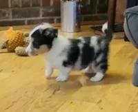 Rascal “Twinkie”, a male Border Collie and Pembroke Welsh Corgi for sale in Paxton, IL – Photo 3 of 4