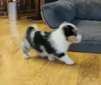 Rascal “Twinkie”, a male Border Collie and Pembroke Welsh Corgi for sale in Paxton, IL – Photo 4 of 4