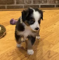 Donner “Ainsley”, a male Miniature American Shepherd for sale in Paxton, IL – Photo 8 of 9