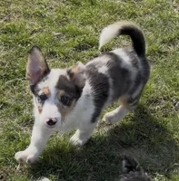 Rascal “Twinkie”, a male Border Collie and Pembroke Welsh Corgi for sale in Paxton, IL – 3 of 10