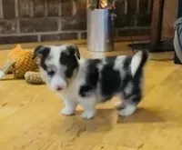 Rascal “Twinkie”, a male Border Collie and Pembroke Welsh Corgi for sale in Paxton, IL – Photo 2 of 4