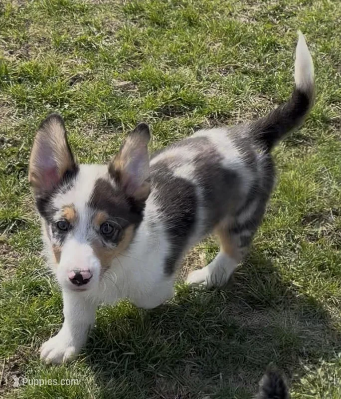 Rascal “Twinkie” – Border Collie, Pembroke Welsh Corgi puppy for sale in Paxton, IL