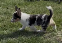 Rascal “Twinkie”, a male Border Collie and Pembroke Welsh Corgi for sale in Paxton, IL – 6 of 10