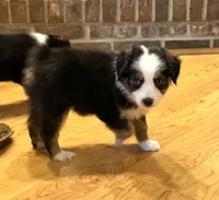 Donner “Ainsley”, a male Miniature American Shepherd for sale in Paxton, IL – Photo 9 of 9