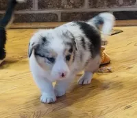 Larry “Twinkie”, a male Border Collie and Pembroke Welsh Corgi for sale in Paxton, IL – Photo 2 of 7