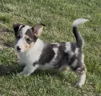 Rascal “Twinkie”, a male Border Collie and Pembroke Welsh Corgi for sale in Paxton, IL – 5 of 10