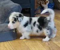 Larry “Twinkie”, a male Border Collie and Pembroke Welsh Corgi for sale in Paxton, IL – Photo 1 of 7