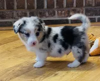 Larry “Twinkie”, a male Border Collie and Pembroke Welsh Corgi for sale in Paxton, IL – Photo 7 of 7
