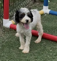 Bob, a male Cocker Spaniel and Poodle - Miniature  for sale in Paxton, IL – 4 of 10