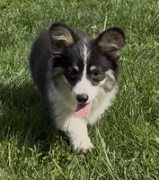 Sahara “Josie”, a female Pembroke Welsh Corgi for sale in Paxton, IL – 4 of 10