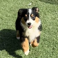 Happy “Hazel”, a female Miniature American Shepherd for sale in Paxton, IL – Photo 3 of 10