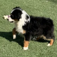 Happy “Hazel”, a female Miniature American Shepherd for sale in Paxton, IL – Photo 5 of 10