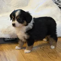 Happy “Hazel”, a female Miniature American Shepherd for sale in Paxton, IL – Photo 8 of 10