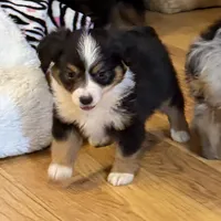 Happy “Hazel”, a female Miniature American Shepherd for sale in Paxton, IL – Photo 2 of 10