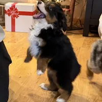 Happy “Hazel”, a female Miniature American Shepherd for sale in Paxton, IL – Photo 6 of 10