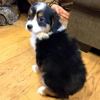 Happy “Hazel”, a female Miniature American Shepherd for sale in Paxton, IL – Photo 4 of 10