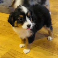 Happy “Hazel”, a female Miniature American Shepherd for sale in Paxton, IL – Photo 9 of 10