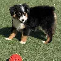 Happy “Hazel”, a female Miniature American Shepherd for sale in Paxton, IL – Photo 1 of 10