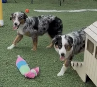Brynn “Briana”, a female Miniature American Shepherd for sale in Paxton, IL – 3 of 6