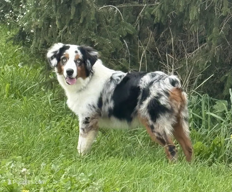 Belt “Party” – Miniature American Shepherd puppy for sale in Paxton, IL