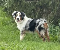 Belt “Party”, a male Miniature American Shepherd for sale in Paxton, IL – 1 of 9