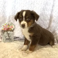 Nemo “Twilight” toy, a male Miniature American Shepherd for sale in Paxton, IL – Photo 8 of 9