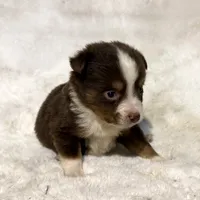 Nemo “Twilight” toy, a male Miniature American Shepherd for sale in Paxton, IL – Photo 5 of 9