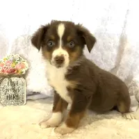 Nemo “Twilight” toy, a male Miniature American Shepherd for sale in Paxton, IL – Photo 9 of 9