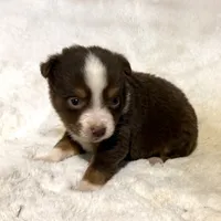 Nemo “Twilight” toy, a male Miniature American Shepherd for sale in Paxton, IL – Photo 2 of 9