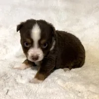 Nemo “Twilight” toy, a male Miniature American Shepherd for sale in Paxton, IL – Photo 3 of 9