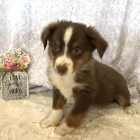 Nemo “Twilight” toy, a male Miniature American Shepherd for sale in Paxton, IL – Photo 6 of 9