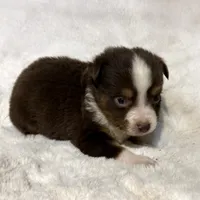 Nemo “Twilight” toy, a male Miniature American Shepherd for sale in Paxton, IL – Photo 4 of 9