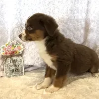 Nemo “Twilight” toy, a male Miniature American Shepherd for sale in Paxton, IL – Photo 7 of 9