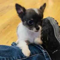 Holden Orchid pet, a male Chihuahua for sale in Paxton, IL – Photo 5 of 10